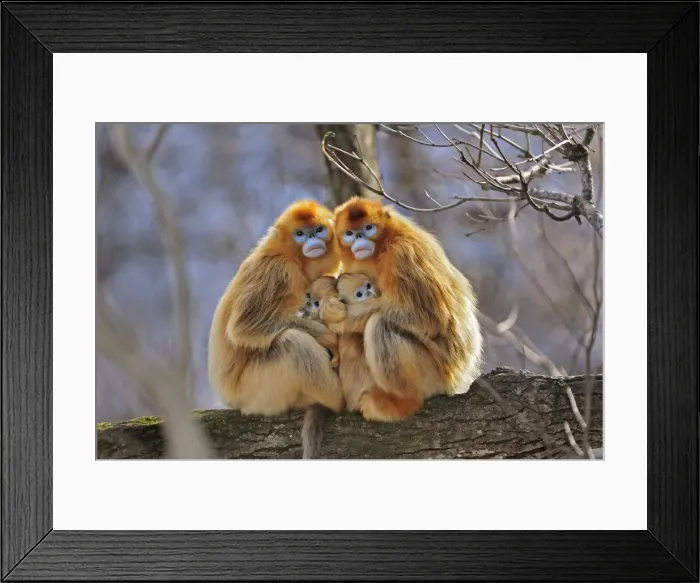 Framed Print : Picture No. 10804127 Framed Print : Picture No. 10804127