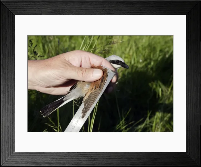 Framed Print : Picture No. 10777716 Framed Print : Picture No. 10777716