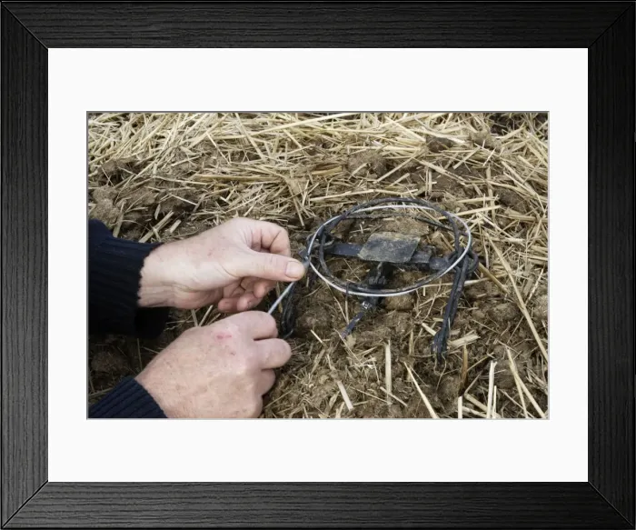 Framed Print : Picture No. 10777728 Framed Print : Picture No. 10777728