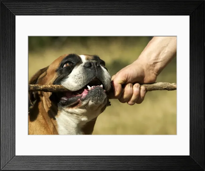 Framed Print : Picture No. 10774581 Framed Print : Picture No. 10774581