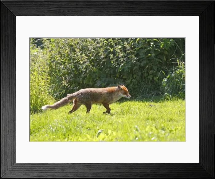 Framed Print : Picture No. 10783514 Framed Print : Picture No. 10783514
