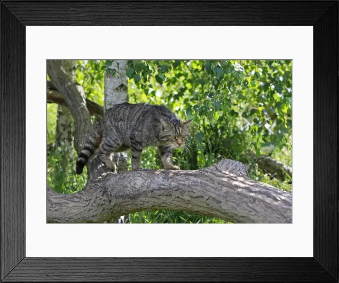 Framed Print : Picture No. 10783478