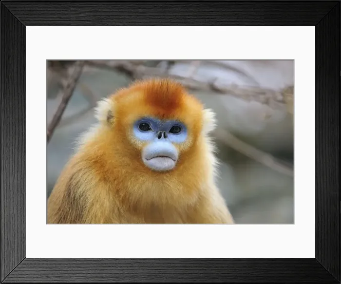 Framed Print : Picture No. 10804121 Framed Print : Picture No. 10804121