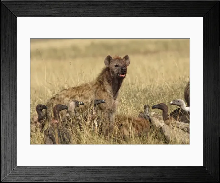 Framed Print : Picture No. 10787233 Framed Print : Picture No. 10787233