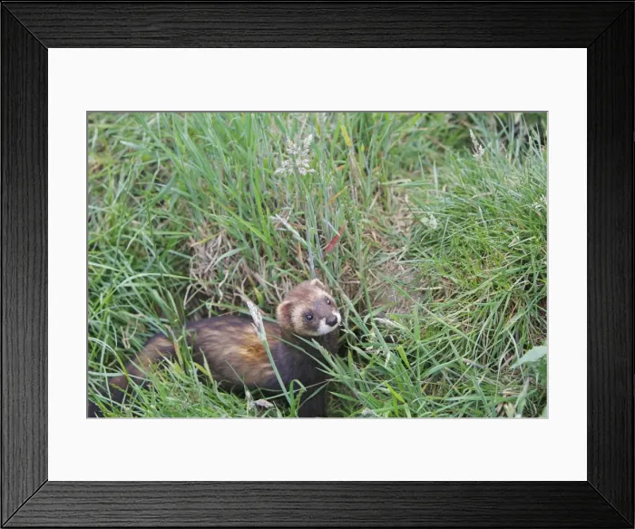 Framed Print : Picture No. 10783510 Framed Print : Picture No. 10783510