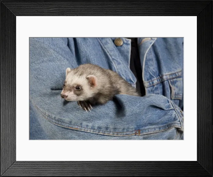 Framed Print : Picture No. 10775408 Framed Print : Picture No. 10775408