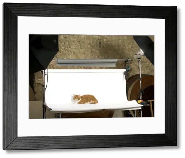 Framed Print : Picture No. 10775553 Framed Print : Picture No. 10775553