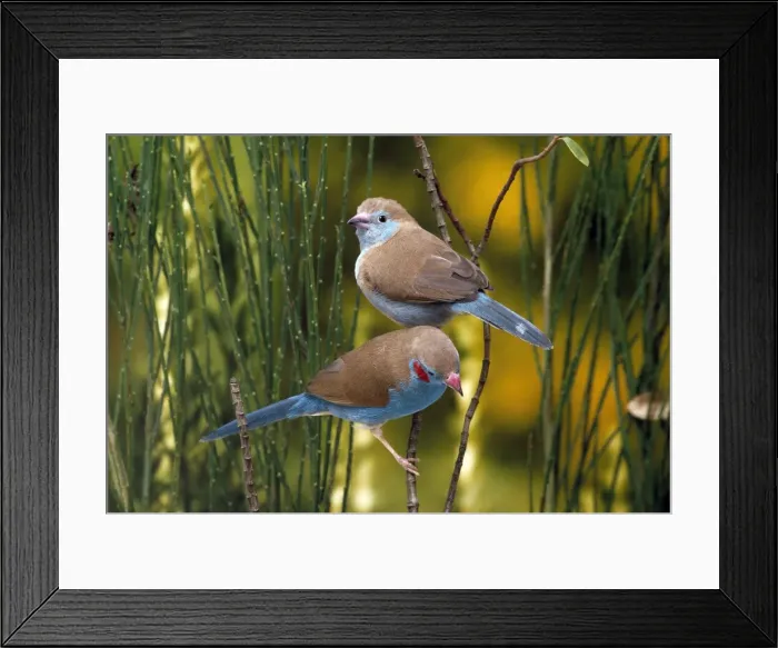 Framed Print : Picture No. 10847952 Framed Print : Picture No. 10847952