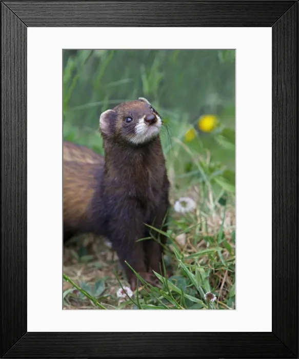 Framed Print : Picture No. 10783507 Framed Print : Picture No. 10783507