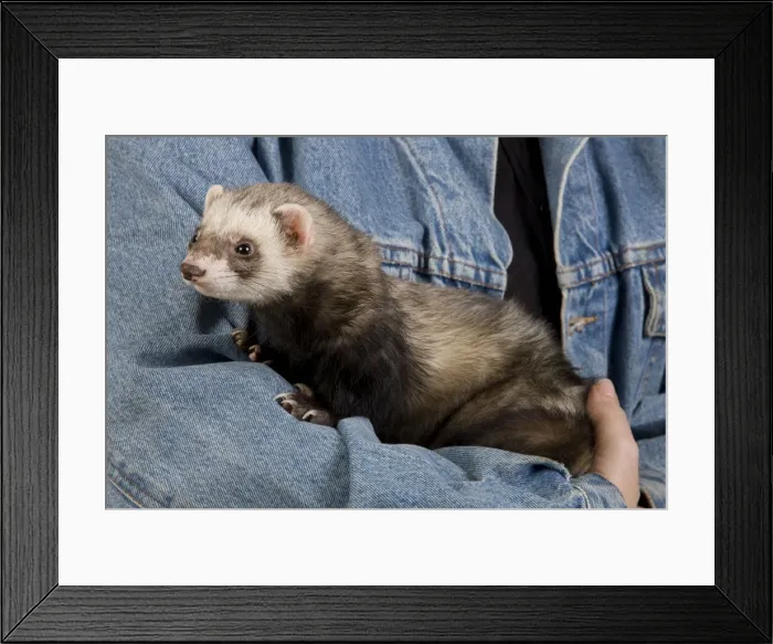 Framed Print : Picture No. 10775407 Framed Print : Picture No. 10775407