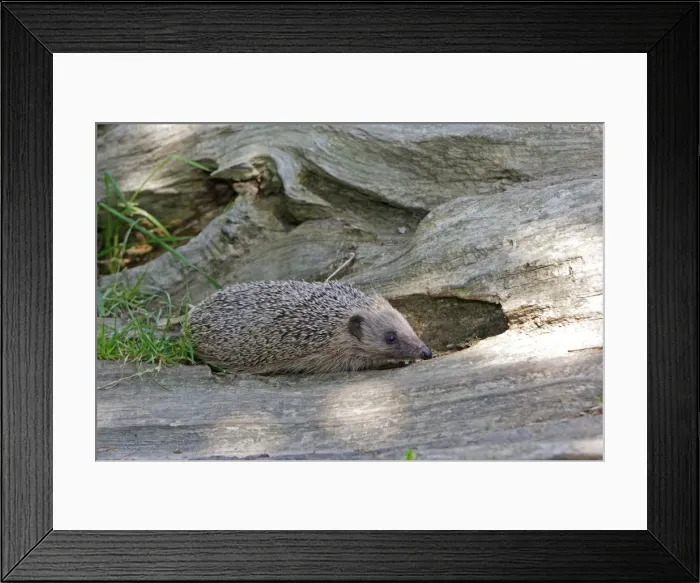 Framed Print : Picture No. 10783488 Framed Print : Picture No. 10783488