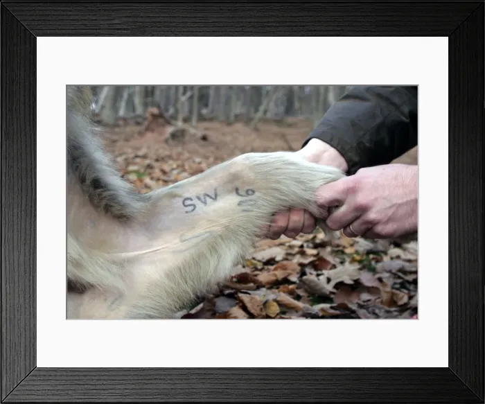 Framed Print : Picture No. 10777663 Framed Print : Picture No. 10777663