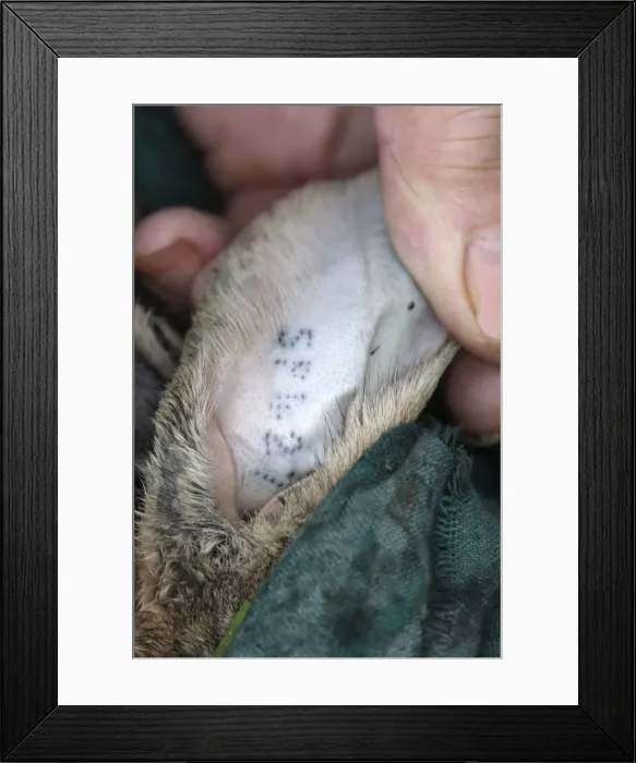 Framed Print : Picture No. 10787253 Framed Print : Picture No. 10787253