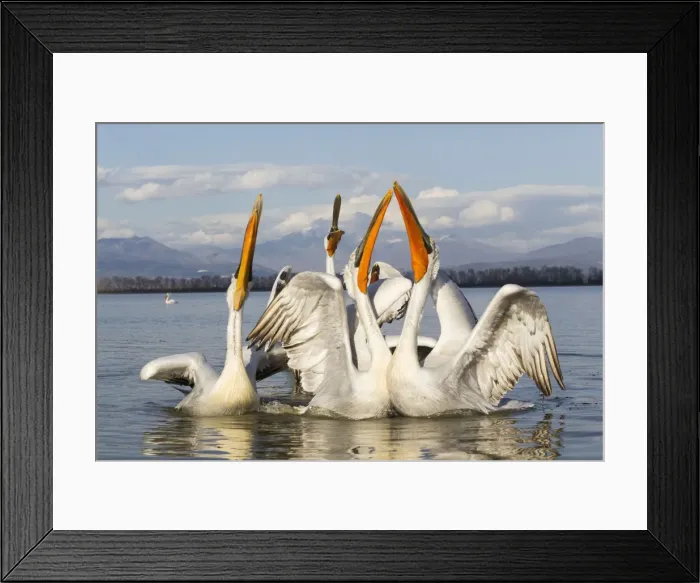 Framed Print : Picture No. 10804223 Framed Print : Picture No. 10804223