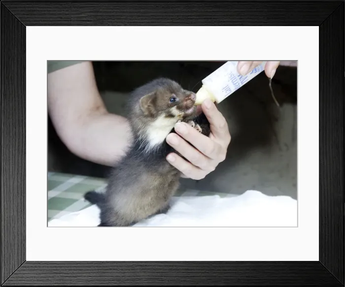 Framed Print : Picture No. 10778001