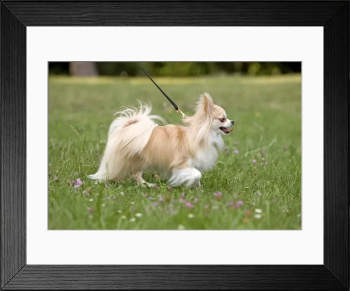 Framed Print : Picture No. 10774734 Framed Print : Picture No. 10774734