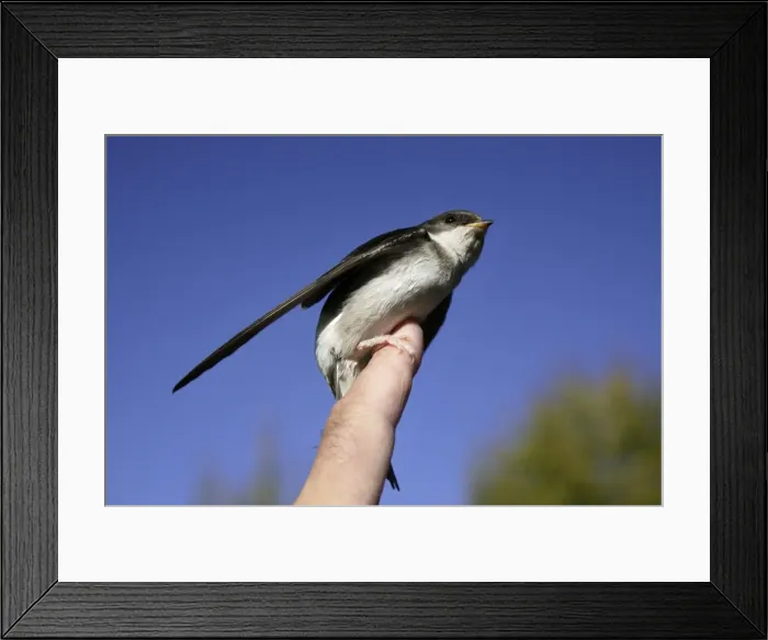 Framed Print : Picture No. 10789217