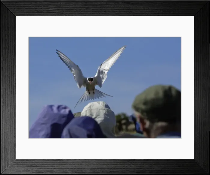 Framed Print : Picture No. 10789477 Framed Print : Picture No. 10789477
