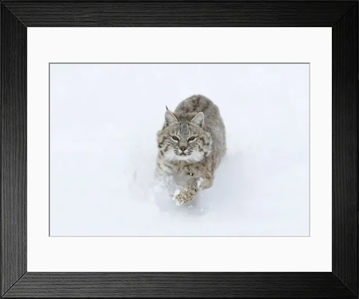 Framed Print : Picture No. 10783579 Framed Print : Picture No. 10783579
