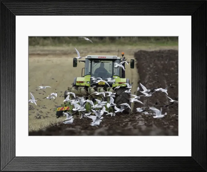 Framed Print : Picture No. 10790812 Framed Print : Picture No. 10790812