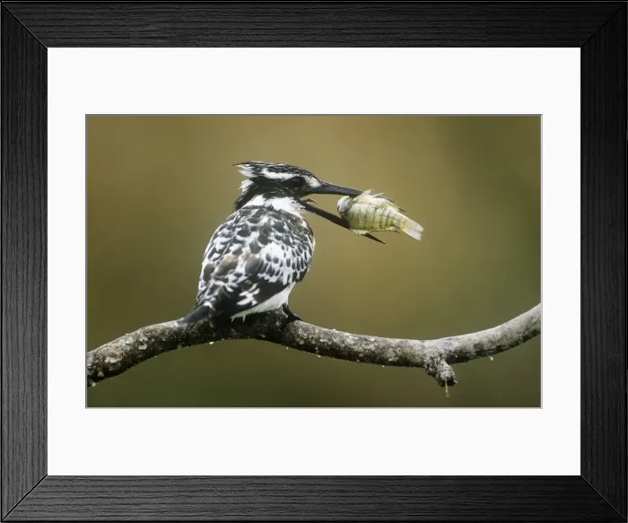 Framed Print : Picture No. 10791306 Framed Print : Picture No. 10791306