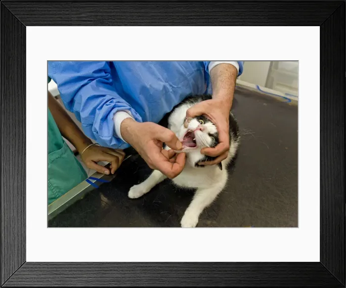 Framed Print : Picture No. 10776560 Framed Print : Picture No. 10776560