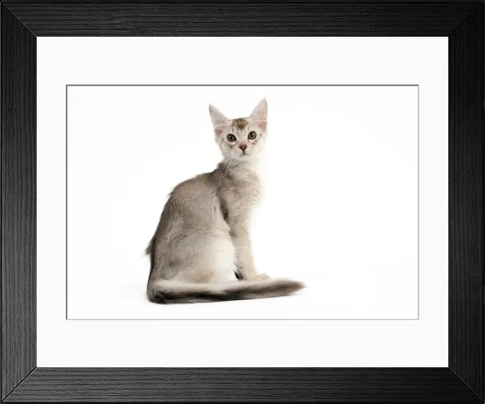 Framed Print : Picture No. 10895359