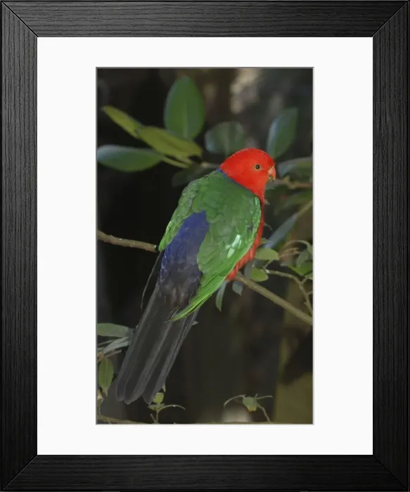 Framed Print : Picture No. 10894916 Framed Print : Picture No. 10894916
