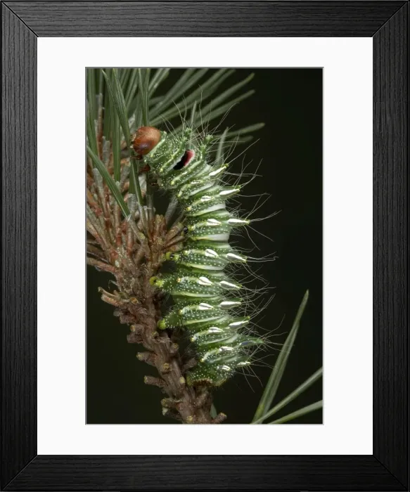 Framed Print : Picture No. 10896015 Framed Print : Picture No. 10896015