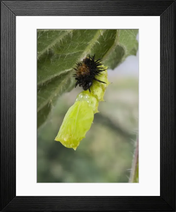 Framed Print : Picture No. 10896059 Framed Print : Picture No. 10896059