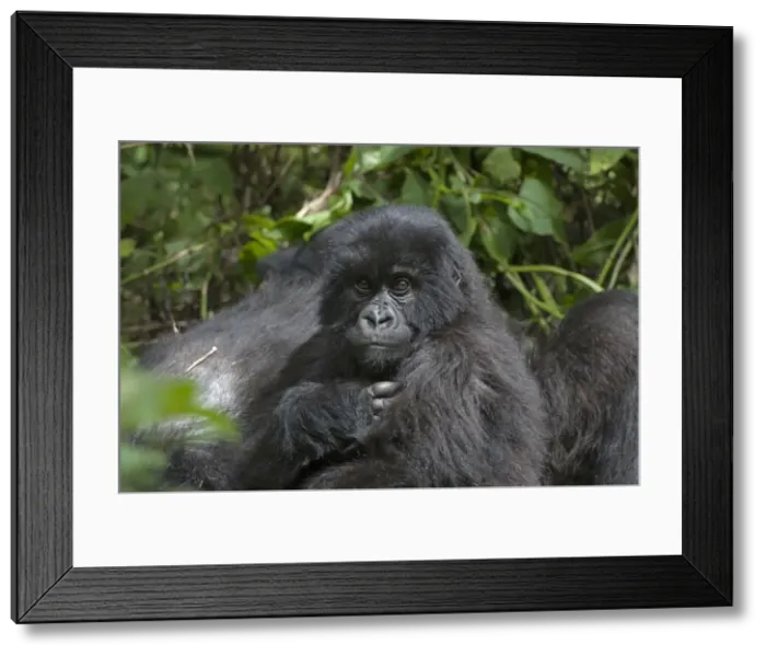 Framed Print : Picture No. 10895847