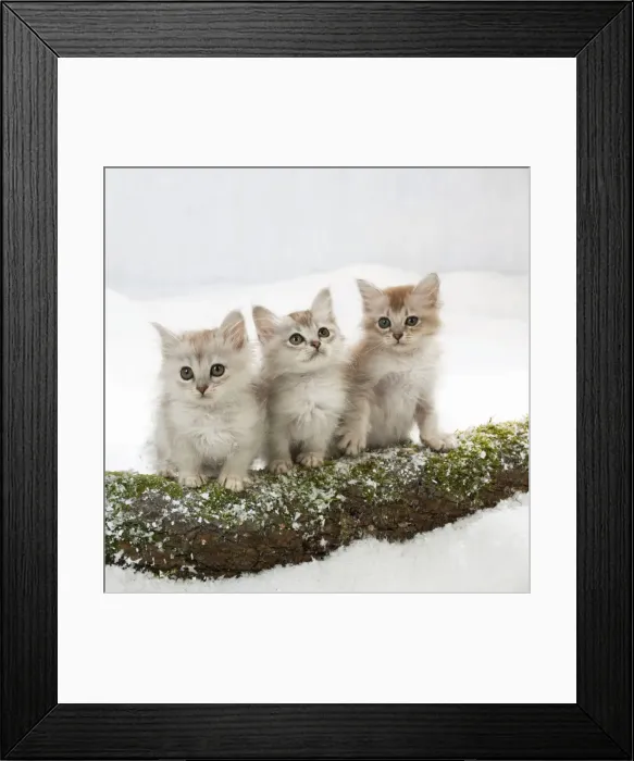 Framed Print : Picture No. 10895324 Framed Print : Picture No. 10895324