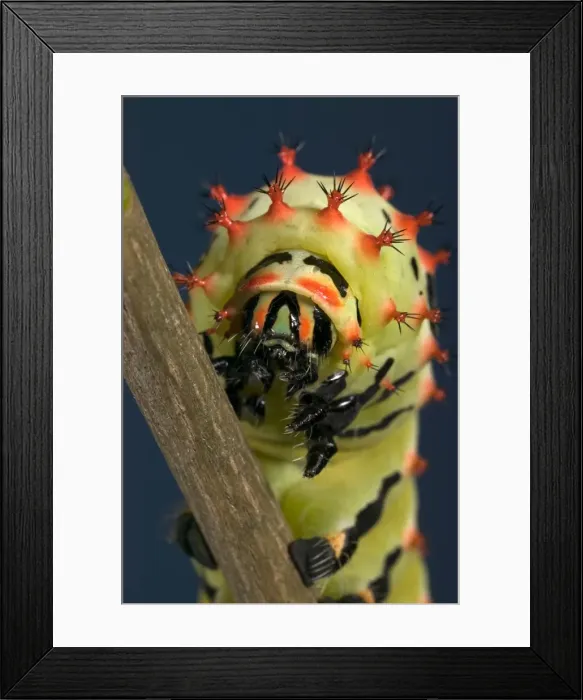Framed Print : Picture No. 10896022 Framed Print : Picture No. 10896022
