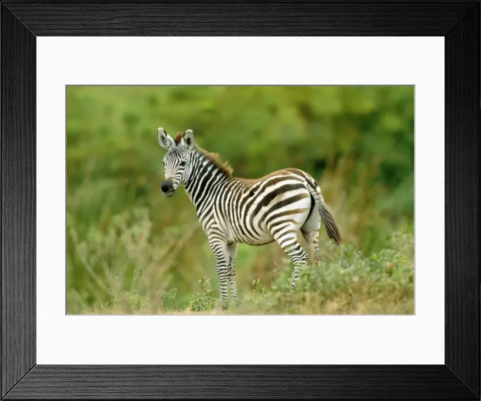 Framed Print : Picture No. 10851096 Framed Print : Picture No. 10851096