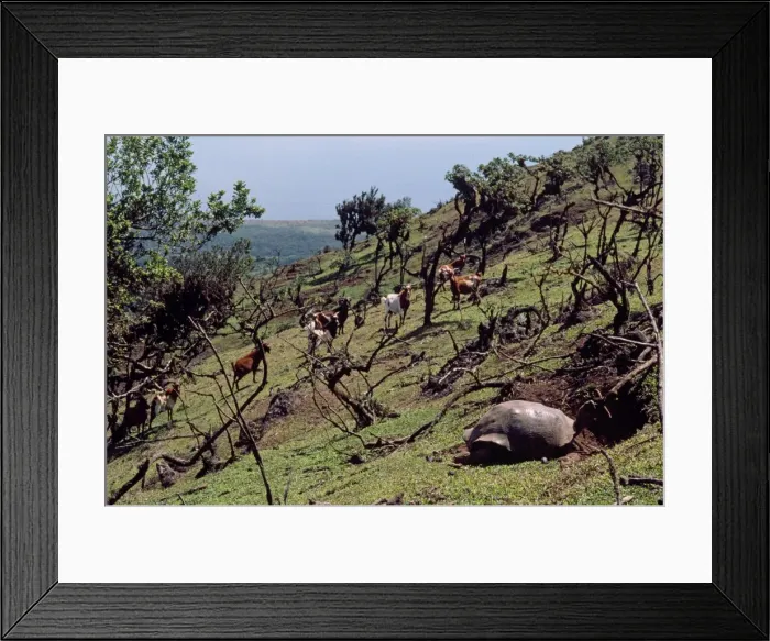Framed Print : Picture No. 10848533 Framed Print : Picture No. 10848533
