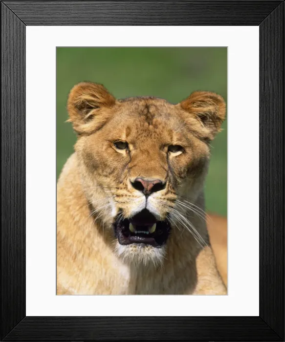 Framed Print : Picture No. 10850990