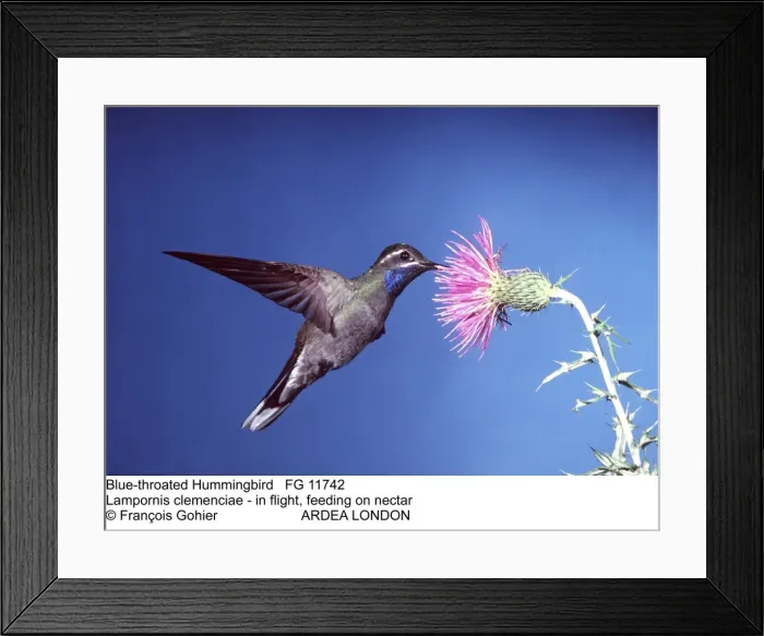 Framed Print : Picture No. 10851050 Framed Print : Picture No. 10851050