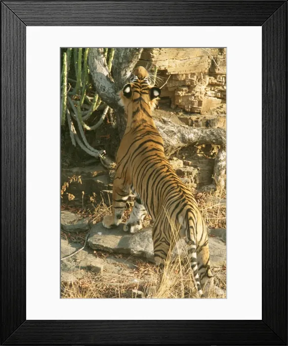 Framed Print : Picture No. 10848830 Framed Print : Picture No. 10848830