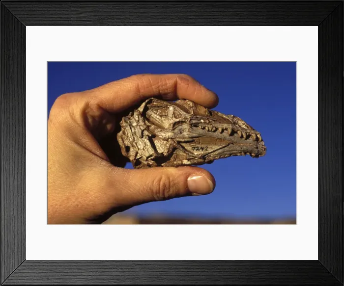Framed Print : Picture No. 10850789 Framed Print : Picture No. 10850789