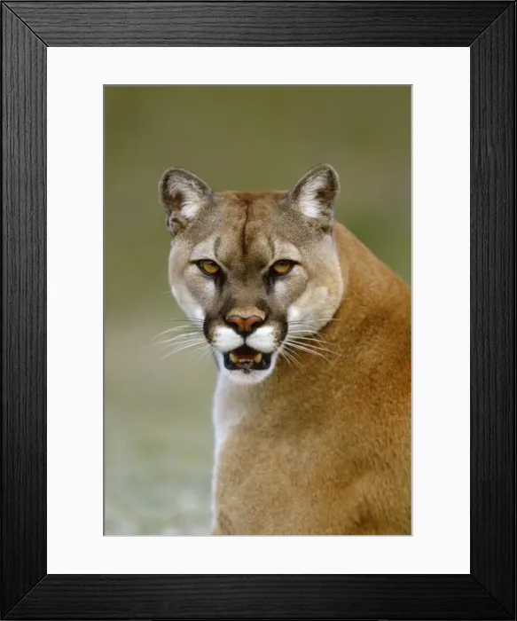 Framed Print : Picture No. 10850988 Framed Print : Picture No. 10850988