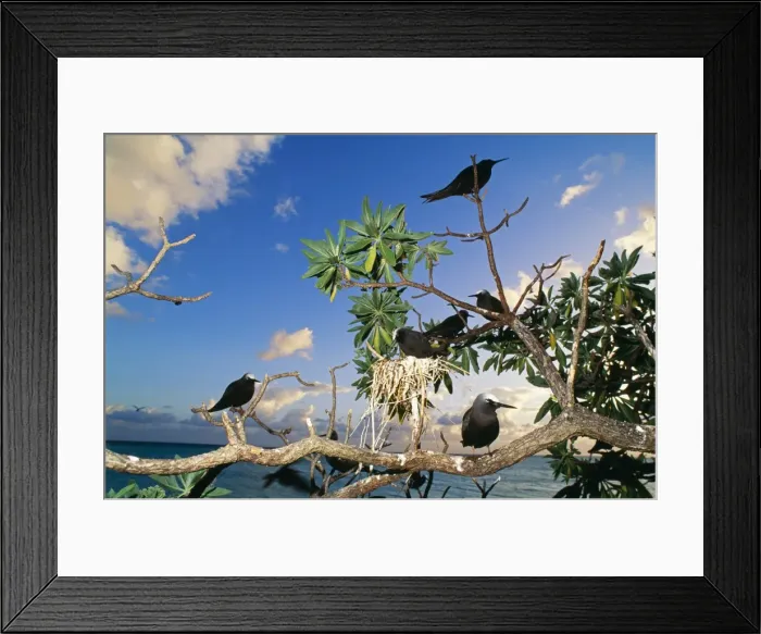 Framed Print : Picture No. 10848459 Framed Print : Picture No. 10848459
