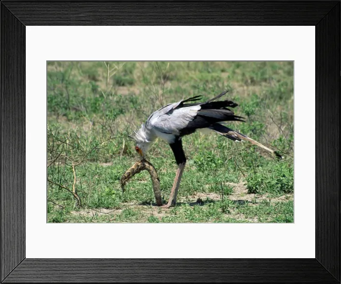 Framed Print : Picture No. 10851200 Framed Print : Picture No. 10851200