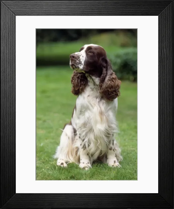 Framed Print : Picture No. 10851741