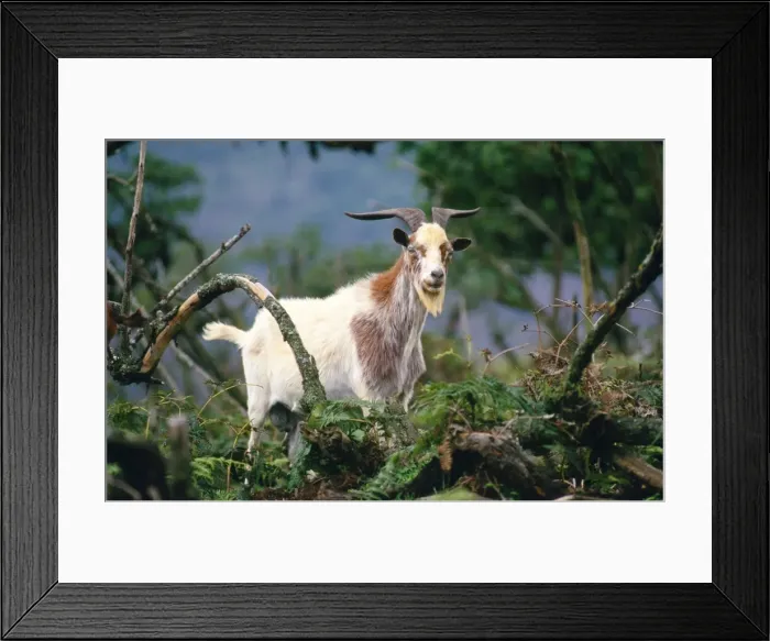 Framed Print : Picture No. 10848534 Framed Print : Picture No. 10848534