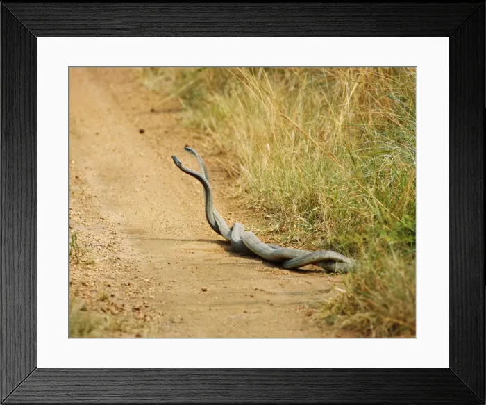 Framed Print : Picture No. 10848646 Framed Print : Picture No. 10848646