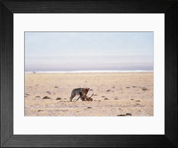 Framed Print : Picture No. 10848763 Framed Print : Picture No. 10848763