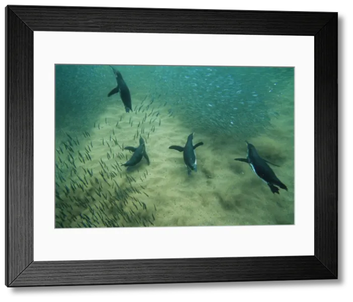 Framed Print : Picture No. 10848536 Framed Print : Picture No. 10848536