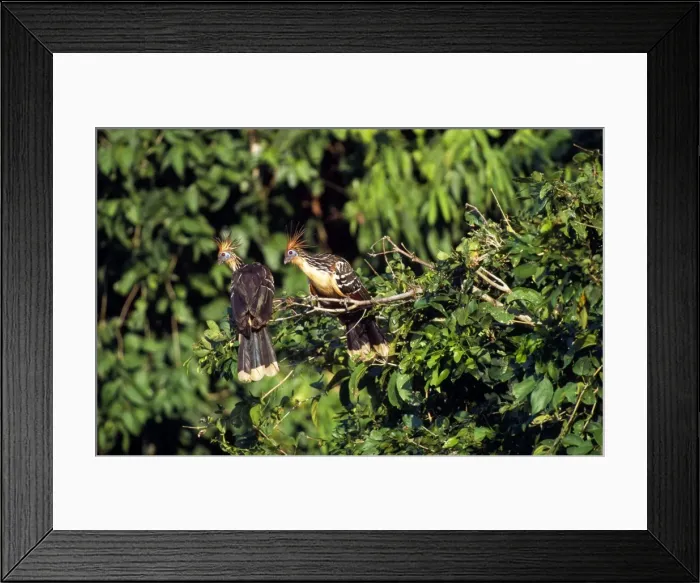 Framed Print : Picture No. 10850826 Framed Print : Picture No. 10850826