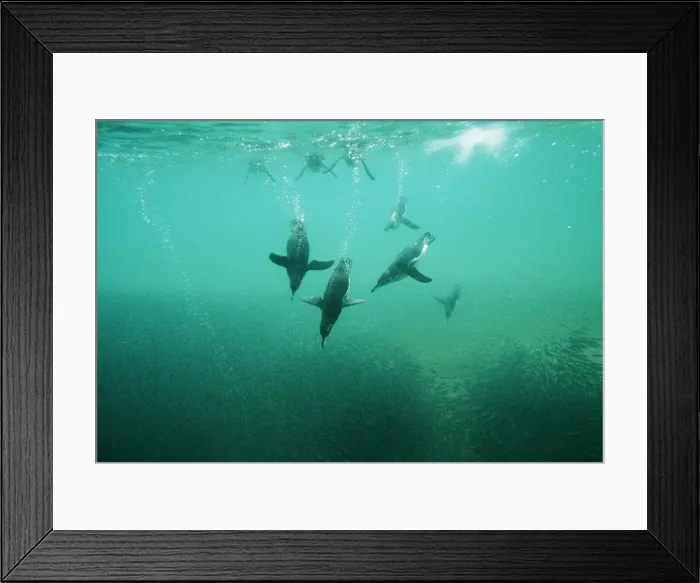 Framed Print : Picture No. 10848537 Framed Print : Picture No. 10848537