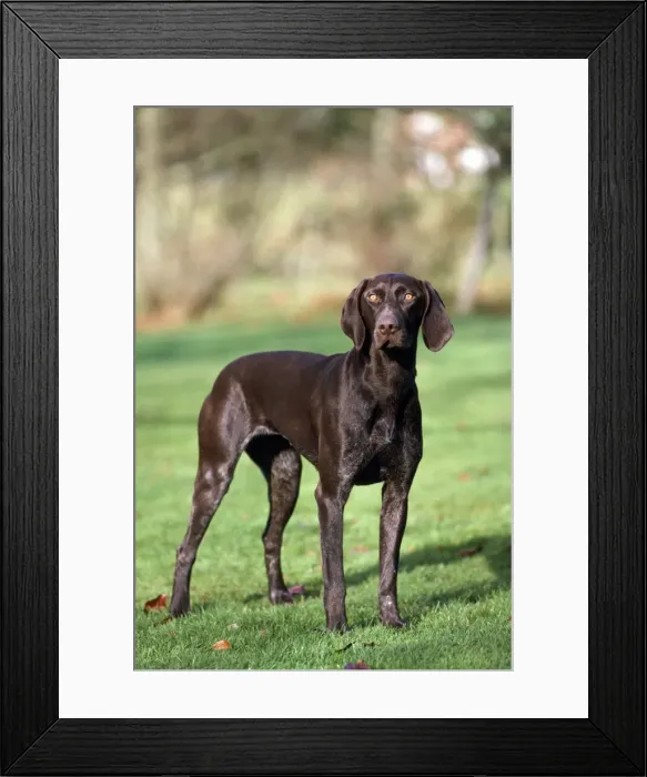 Framed Print : Picture No. 10851699 Framed Print : Picture No. 10851699